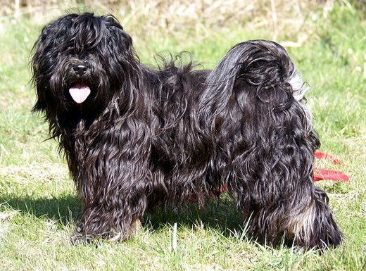 Tibet-Terrier Deckrüde Srinagar Danda Fu-Yeshi Black Jewel