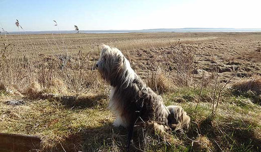 Mein kleiner Wachhund