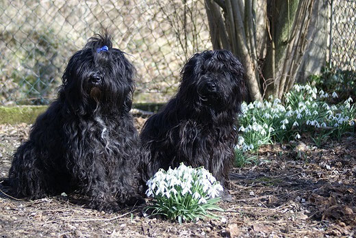 Tibet-Terrier Kar-mi und Yeshi