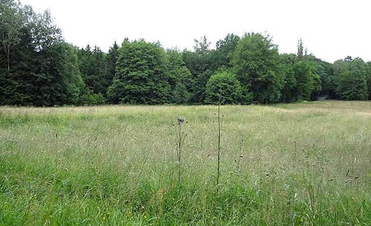 Auf dieser Wiese haben wir Rehe gesehen