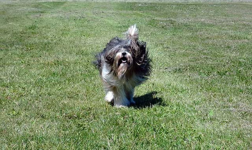 Milka auf der Wiese