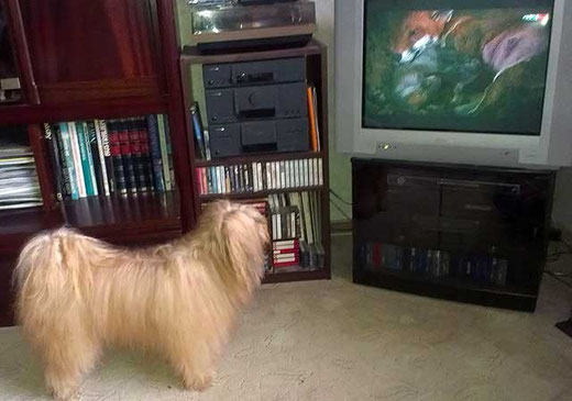 Bya-ra beim Fernsehen