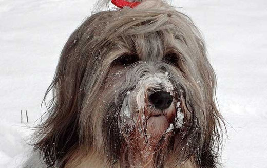 Schneegesicht