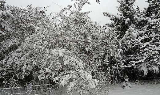 Der verschneite Garten