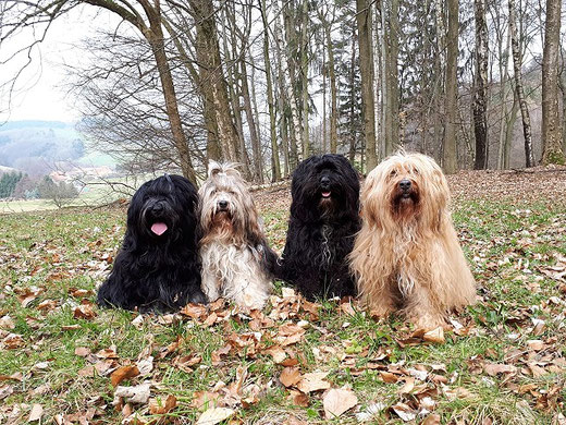 Yeshi, Milka, Kar-mi und Bya-ra im Odenwald