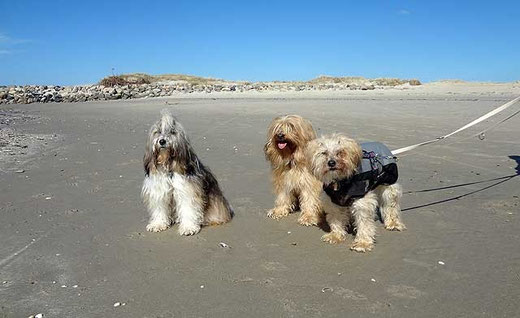 Drei Tibi-Mädels am Strand