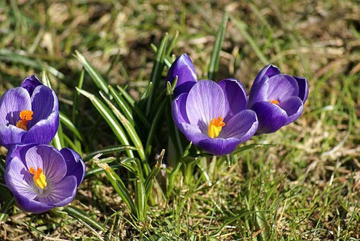 Krokus im April 2013