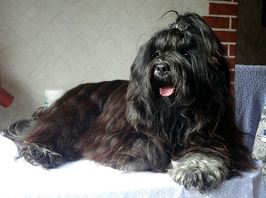 Tibetan Terrier stud Srinagar Danda Fu-Yeshi Black Jewel