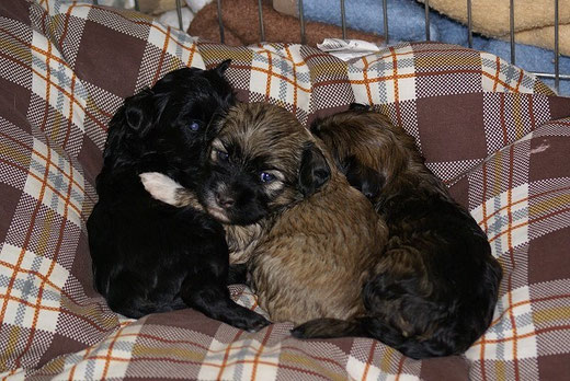 Kuscheln zu dritt