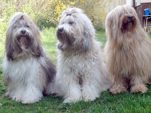 Milka, Fiona und Bya-ra im Mai 2016