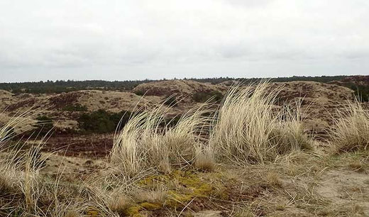 Heide- und Dünenlandschaft