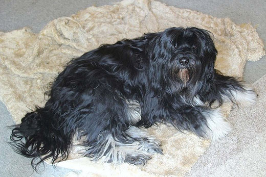 Tibet-Terrier Rüde Bommel