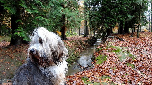 Tibet-Terrier-Hündin Milka im November