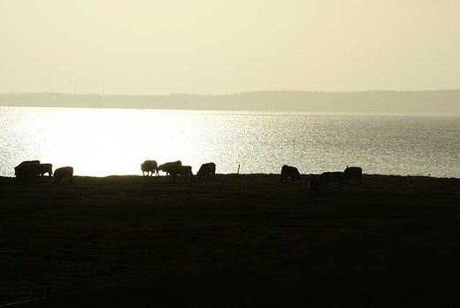 Galloways im ersten Sonnenlicht an der Bucht