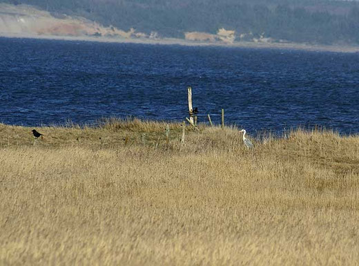 Reiher an der Bucht