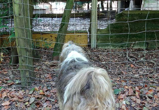 Milka - Keine Angst vor großen Tieren