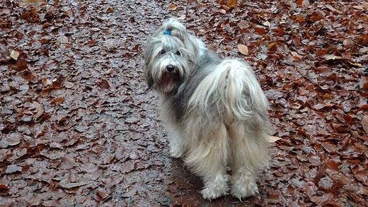 Milka im Herbstwald