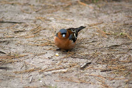 Buchfink