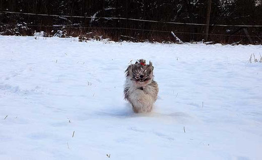 Milka-Schneehasi