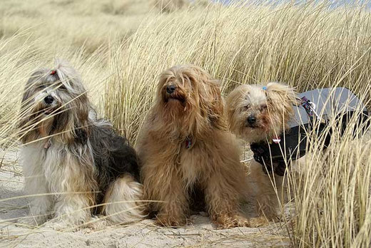 Milka, Bya-ra und Indra