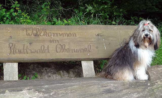 Milka im Wald