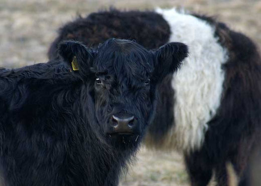 Galloways