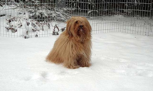 Bya-ra im Schnee - März 2013