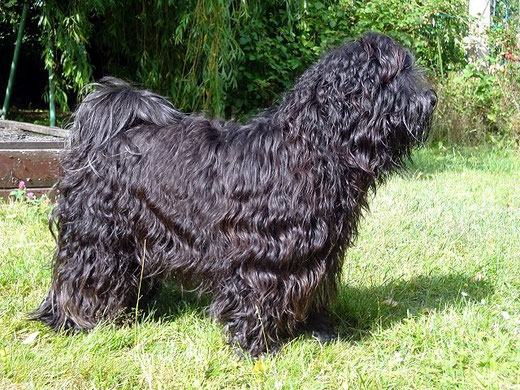 Yeshi - einige Tage nach dem Bad im Garten - Juni 2015