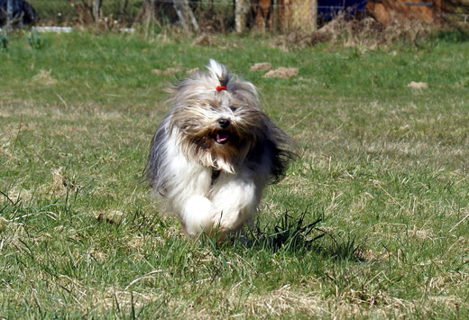 Tibet-Terrier Hündin Milka - 7 Jahre alt