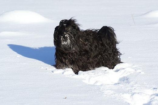 Tibet-Terrier Rüde Yeshi im Schnee
