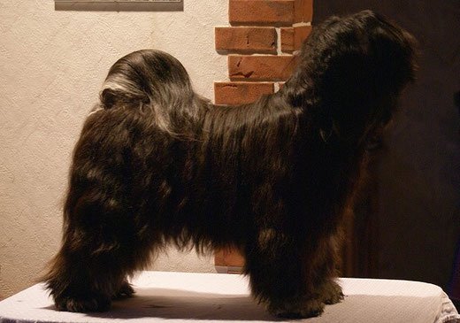 Tibet-Terrier Srinagar Danda Fu-Yeshi Black Jewel - Yeshi in Pose nach dem Bad