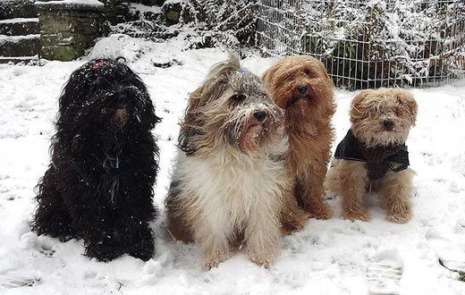 Kar-mi, Milka, Bya-ra und Indra im Schnee