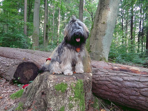 Mon-sha im Wald