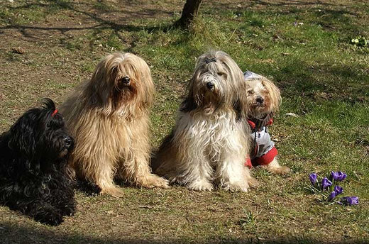 Kar-mi, Bya-ra, Milka, Indra und der Krokus!