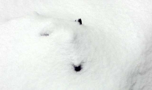 Krokus unter der Schneedecke