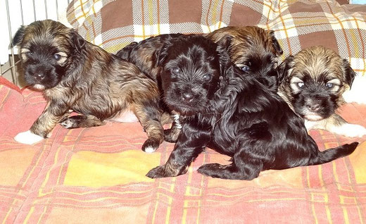 Femi und Yeshi (vorne), Mon-sha und Fiona (hinten)
