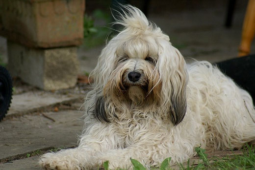 Tibet-Terrier-Hündin Srinagar Danda Fatu-la Fiona Sugar Candy