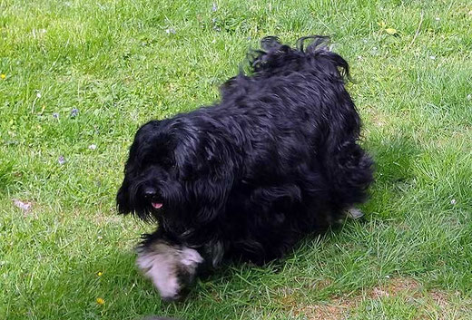 Bommel in Bewegung