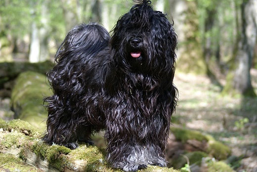 Tibet-Terrier Deckrüde Srinagar Danda Fu-Yeshi Black Jewel im Wald