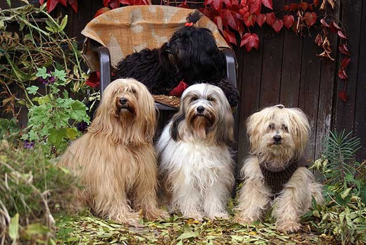 Meine Tibi-Mädels im Oktober 2012
