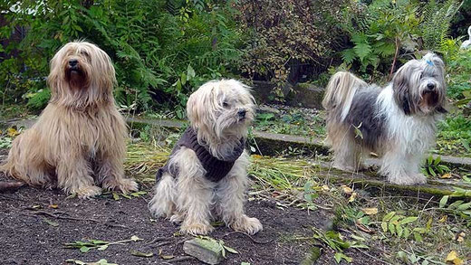 Bya-ra, Indra und Milka im Garten