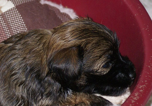 Femilinchen