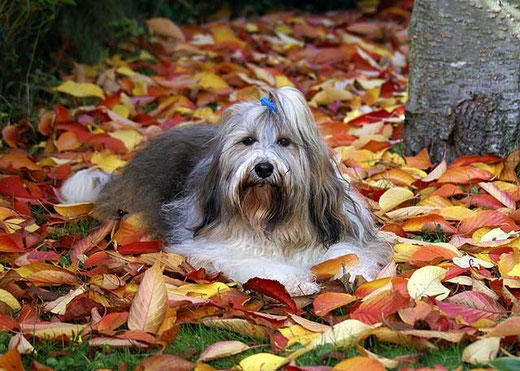 Milka im Oktober 2012
