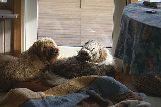 Bya-ra und Milka: Kuscheln mit Ausblick