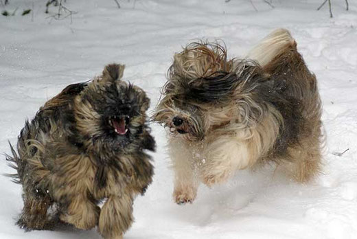 Tibet-Terrier Percy und Milka im Schnee