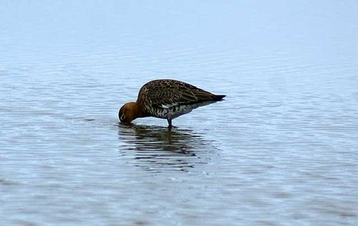 Uferschnepfe in Tipperne