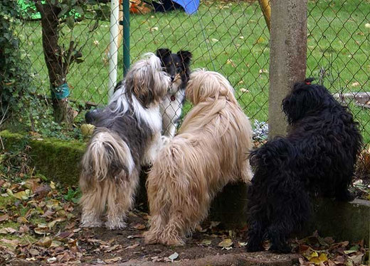 Begrüßung am Gartenzaun