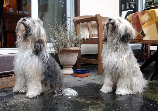 Milka und Fiona - 10.8.2014