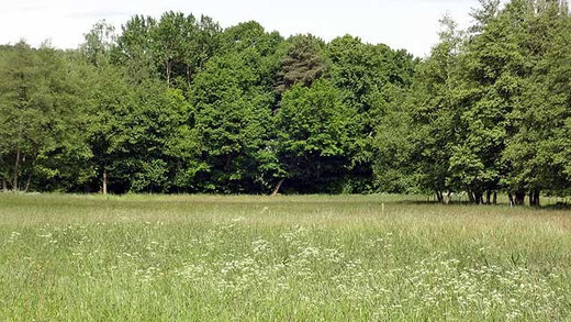 Die große Wiese