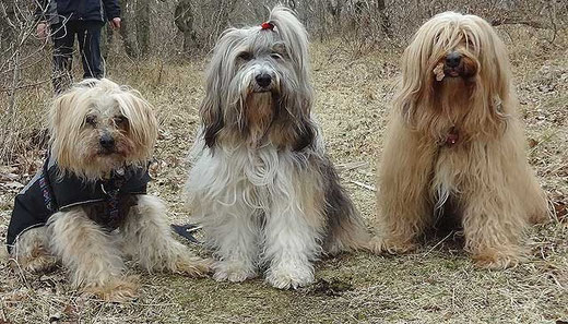 Indra, Milka und Bya-ra auf dem Rückweg